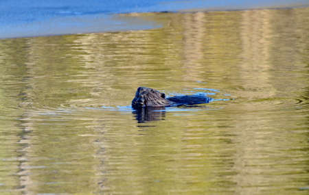 Wild North American Beaver swimming in calm water