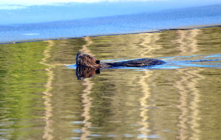 Wild North American Beaver swimming in calm waterの写真素材