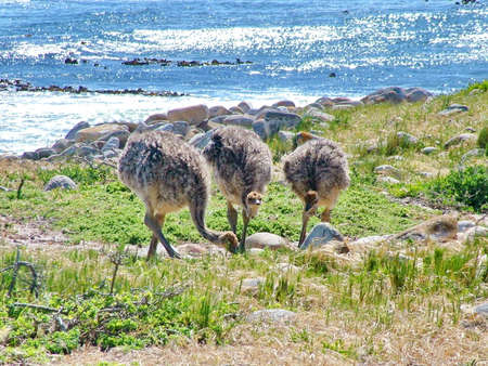 Wild Ostrich chicks at the Cape of Good Hope, Cape Peninsula, South Africaの写真素材