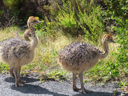 Wild Ostrich chicks at the Cape of Good Hope, Cape Peninsula, South Africaの写真素材