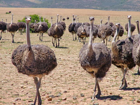 Group of ostriches near Heidelberg, Western Cape Province, South Africaの写真素材
