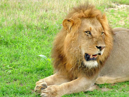 Lion on morning game drive safari, South Africa