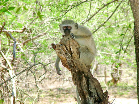 Vervet Monkey in the wild