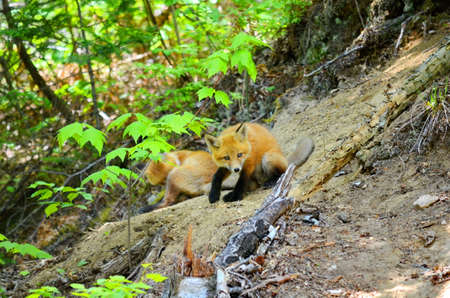 Red fox kits together near their denの写真素材