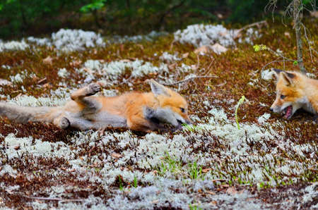 Red fox kits together near their denの写真素材