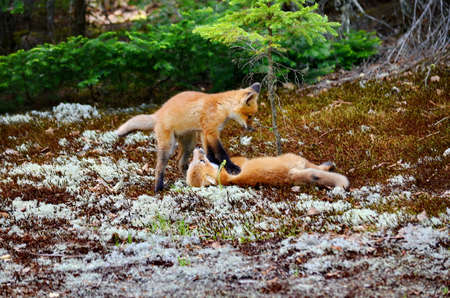 Red fox kits together near their denの写真素材