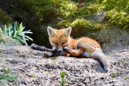 Red fox kit near their den