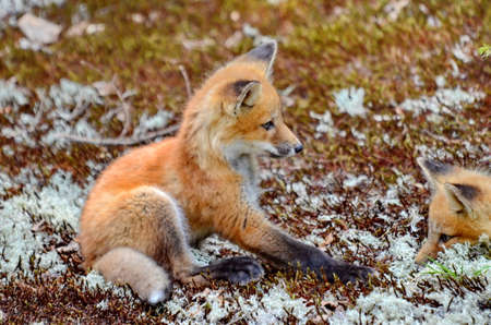 Red fox kits together near their denの写真素材
