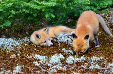 Red fox kits together near their denの写真素材