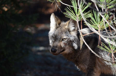 Eastern Wolf in natural habitat
