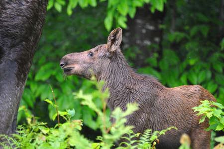 Baby moose calf in Algonquin Parkの写真素材