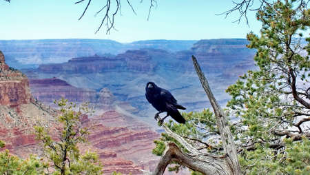 Raven on the South Rim of the Grand Canyonの写真素材