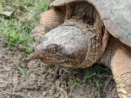 Snapping turtle laying eggs