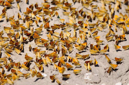 Least Skipper Butterflies mud-puddling