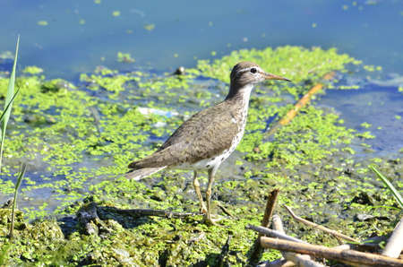 Spotted Sandpiper in wetlandsの写真素材