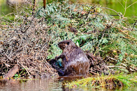 Beaver working on beaver lodge