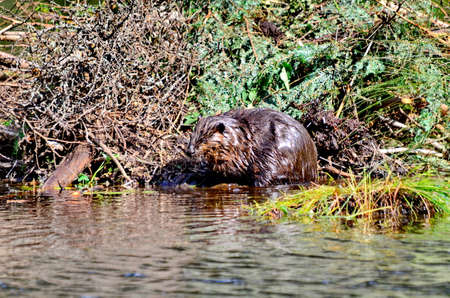Beaver working on beaver lodge