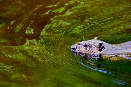 Beaver swimming in a Green Reflectionの写真素材