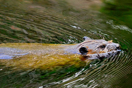 Beaver swimming in a Green Reflectionの写真素材