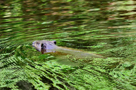 Beaver swimming in a Green Reflectionの写真素材
