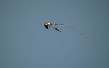 Flying swallow-tailed kite carrying nest material