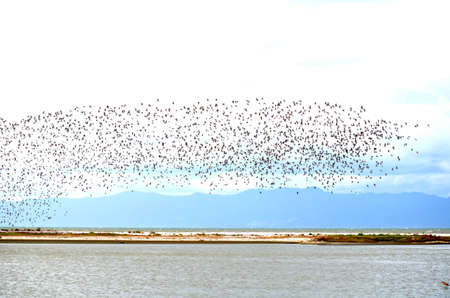 Large flock of Bar-tailed godwits in flight
