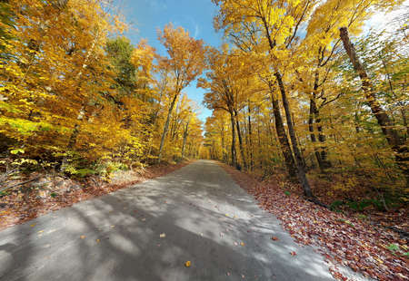 Yellow Autumn Leaves along a country road in Ontario, Canada.