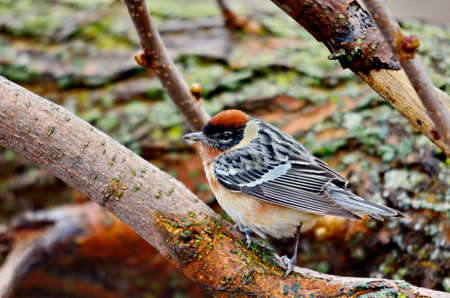 Bay-breasted warbler, male bird in the wild