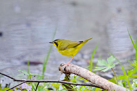 Adult male Kentucky Warbler (Geothlypis formosa) , Point Pelee, Ontario, Canadaの写真素材