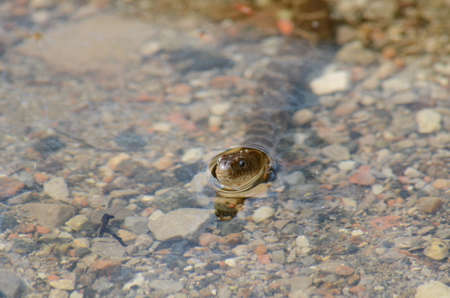 Northern Water Snake swimming in a lakeの写真素材