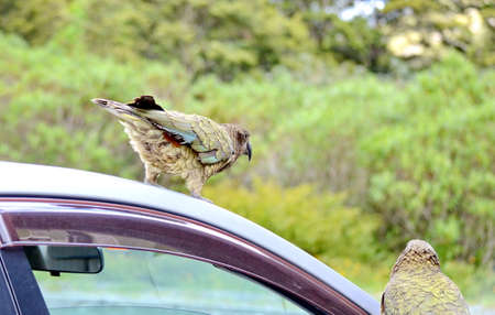 Inquisitive Kea