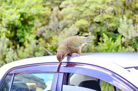 Inquisitive Keaの写真素材