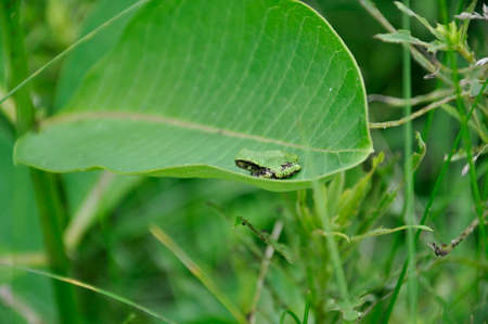 Gray Tree Frogの写真素材