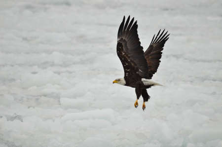 Bald eagle in flight over iceの写真素材