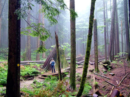 Vancouver, British Columbia, Canada, August 7, 2009: Woman hikes on the Lynn Peak trail in Lynn Headwaters Regional Park, Vancouver, BCのeditorial素材