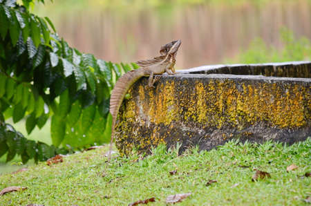 Brown Basilisk Lizardの写真素材