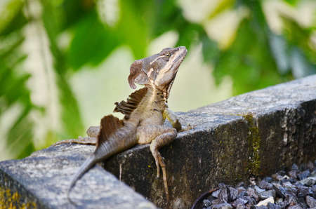 Brown Basilisk Lizardの写真素材