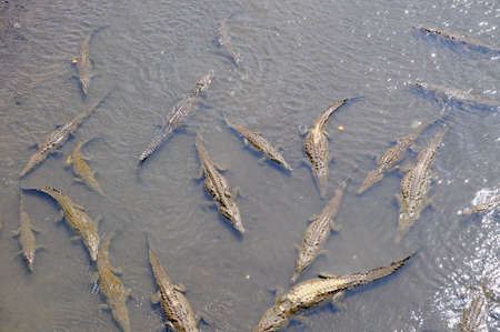 Wild American Crocodilesの写真素材