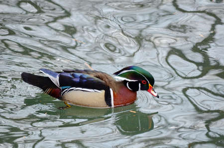 Wood Duck, maleの写真素材