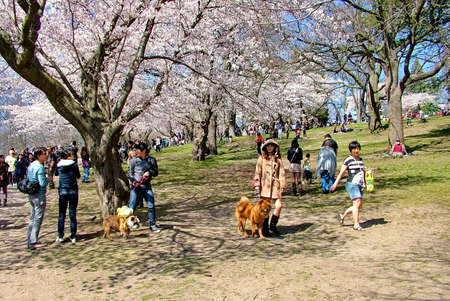 Toronto, Ontario, Canada, April 13, 2012: People enjoy the spring cherry blossoms at High Park in Toronto.のeditorial素材