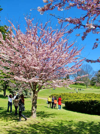 Toronto, Ontario, Canada, April 13, 2012: People enjoy the spring cherry blossoms at High Park in...