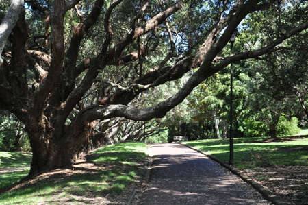 Auckland, New Zealand - December 5, 2016:  Landscape at the Auckland Domain Winter Gardens, North Island, New Zealand.のeditorial素材