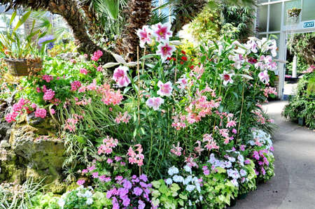 Auckland, New Zealand - December 5, 2016:  View of flowers growing inside the tropical hot house at the Auckland Domain Winter Garden, New Zealand.のeditorial素材