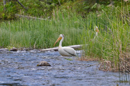 American white pelican along a river in Northern Saskatchewan, Canada.の写真素材