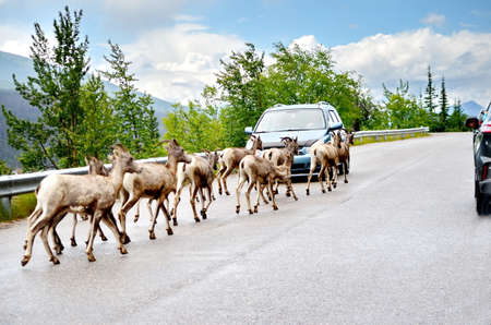 Mountain Goat herd on a paved road in Jasper National Parkの写真素材