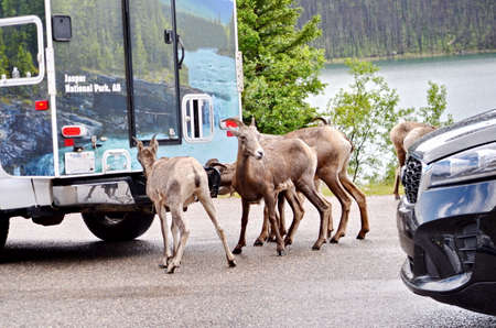 Mountain Goat herd on a paved road in Jasper National Park