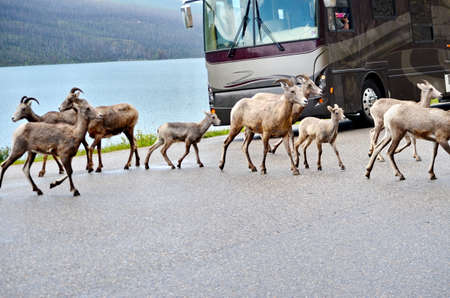 Mountain Goat herd on a paved road in Jasper National Parkの写真素材