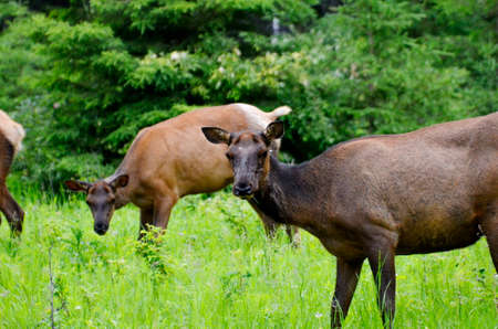 Elk in meadow, Prince Albert National Park