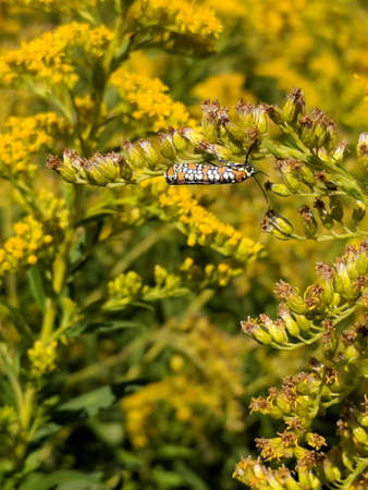 Ailanthus webworm moth on yellow flower in Toronto, Ontario, Canada