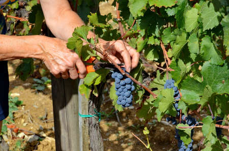 Tuscany, Italy, September 17, 2015:  Women harvest grapes in a vineyard in Tuscany, Italy.のeditorial素材